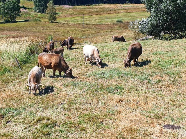 Viele Weiden im Hochschwarzwald sind vertrocknet (Symbolfoto)  | Foto: Sonja Niederer