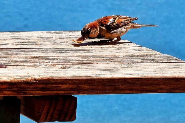 Auch ein kleiner Spatz findet was zum Knabbern.  | Foto: Barbara Westphal