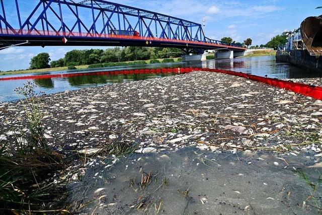 Laut Umweltschtzern treiben bis zu 100 Tonnen toter Fisch durch die Oder