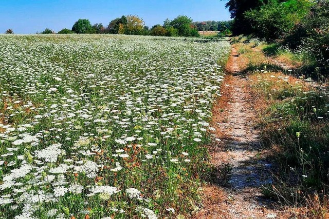 So sieht eine Wiese mit vielen Doldenb...vielen regenfreien Wochen noch aus ...  | Foto: Bernd Fiebich 