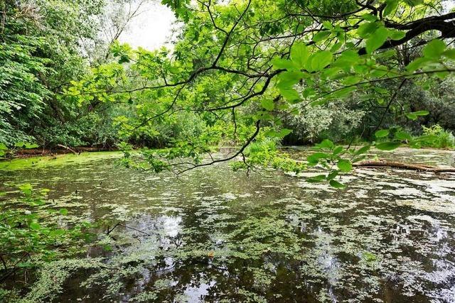 Kappel-Grafenhausen ist untrennbar mit Taubergieen verbunden