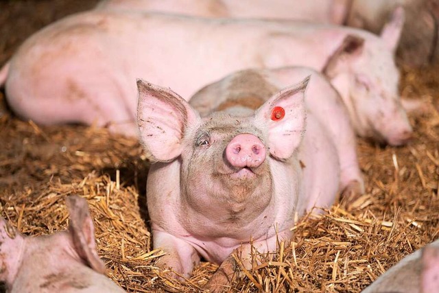 Eine verpflichtende Tierhaltungskennze...l es zuerst fr Schweinefleisch geben.  | Foto: Marijan Murat (dpa)