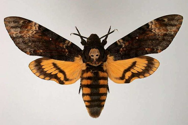 Die totenkopfähnliche Zeichnung auf de...lters hat diesem seinen Namen gegeben. | Foto: Naturkundemuseum Die totenkopfähnliche Zeichnung auf de...lters hat diesem seinen Namen gegeben. | Foto: Naturkundemuseum