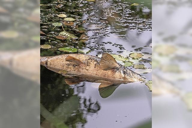 Tote Fische im Steinlchel