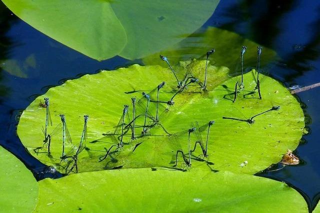Federlibellen ihr Frhlingsfest auf einem Teichrosenblatt