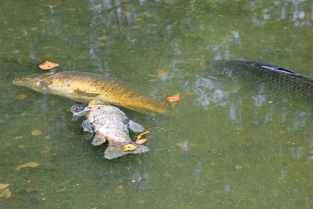 Im Teninger Niederwaldsee sterben die Fische
