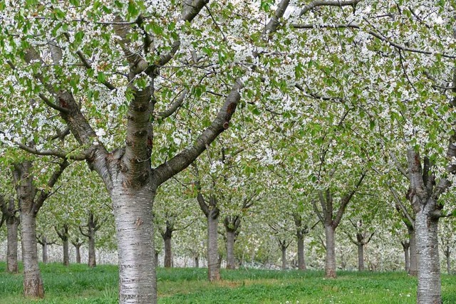 Ein gewohnter Anblick in der Region: Die Kirschblte im Frhling  | Foto: Victoria Langelott