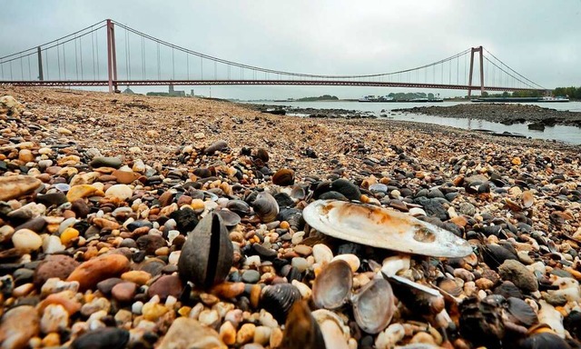 Dieser Bereich des  Rheinufers bei Emmerich liegt normalerweise unter Wasser.   | Foto: Andreas Endermann