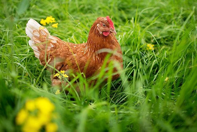 Ein Huhn auf einer grnen Wiese  (Symb...r in Kunststoffscken gefunden worden.  | Foto: Julian Stratenschulte