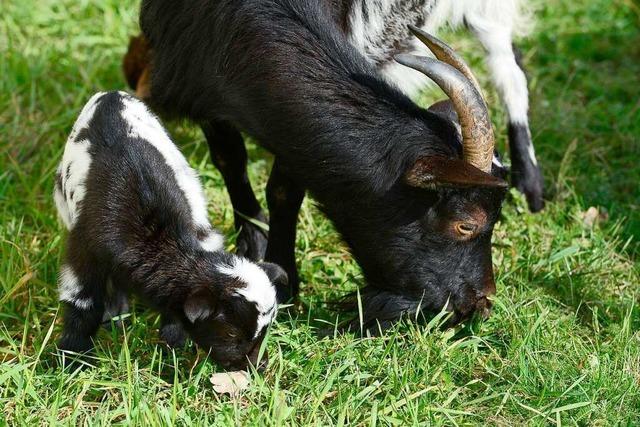 Der Eimeldinger Solarpark soll von Ziegen oder Schafen beweidet werden