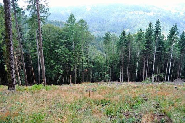 Forstbezirk Todtnau zeigt, wie ein Mischwald geplant wird