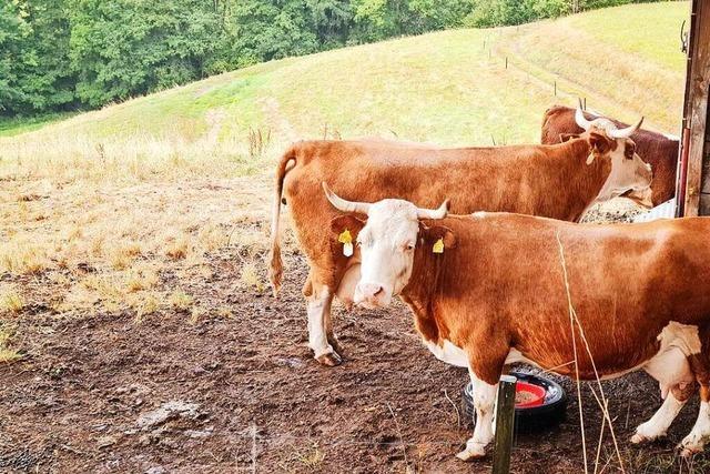 Landwirte im Wiesental denken ber vorzeitige Schlachtungen nach
