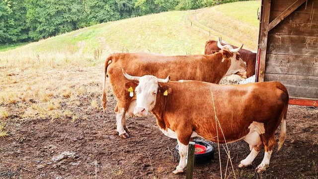 Hinterwlder Rinder auf einer vllig v... Monate frher als gewhnlich beendet.  | Foto: Gerald Nill