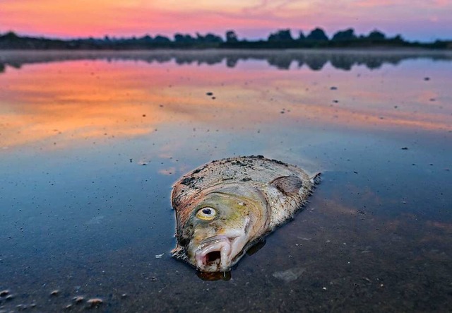 Ein toter Blei liegt am frhen Morgen ...om deutsch-polnischen Grenzfluss Oder.  | Foto: Patrick Pleul (dpa)