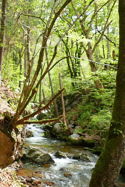 Die romantische Wolfsschlucht hlt viele berraschungen bereit.  | Foto: Julia Brenner