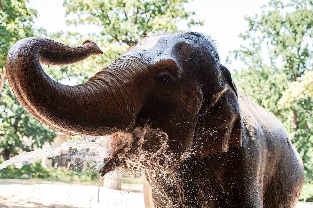 Elefanten fallen den meisten Menschen ..., wenn sie an einen Zoobesuch denken.   | Foto: Paul Zinken
