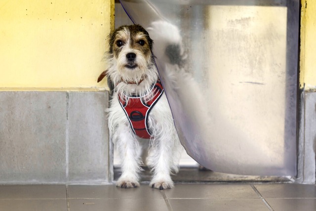 Viele Hunde werden zurck im  Alltag n...geben (Symbolbild, Tierheim Nrnberg).  | Foto: Daniel Lb (dpa)