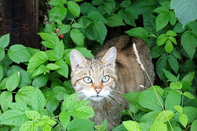 Wildkatzen gehen in Baden-Wrttemberg besonders hufig fremd – mit Hauskatzen