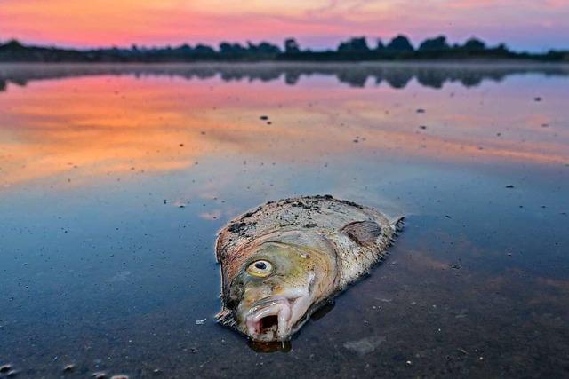 Schon fast 200 Tonnen tote Fische aus der Oder geborgen