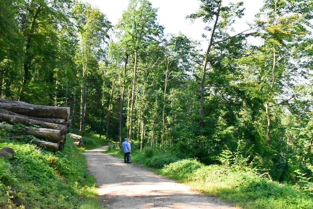 Wirtschaftswald am Maienbhlweg in Lrrach.  | Foto: Maja Tolsdorf
