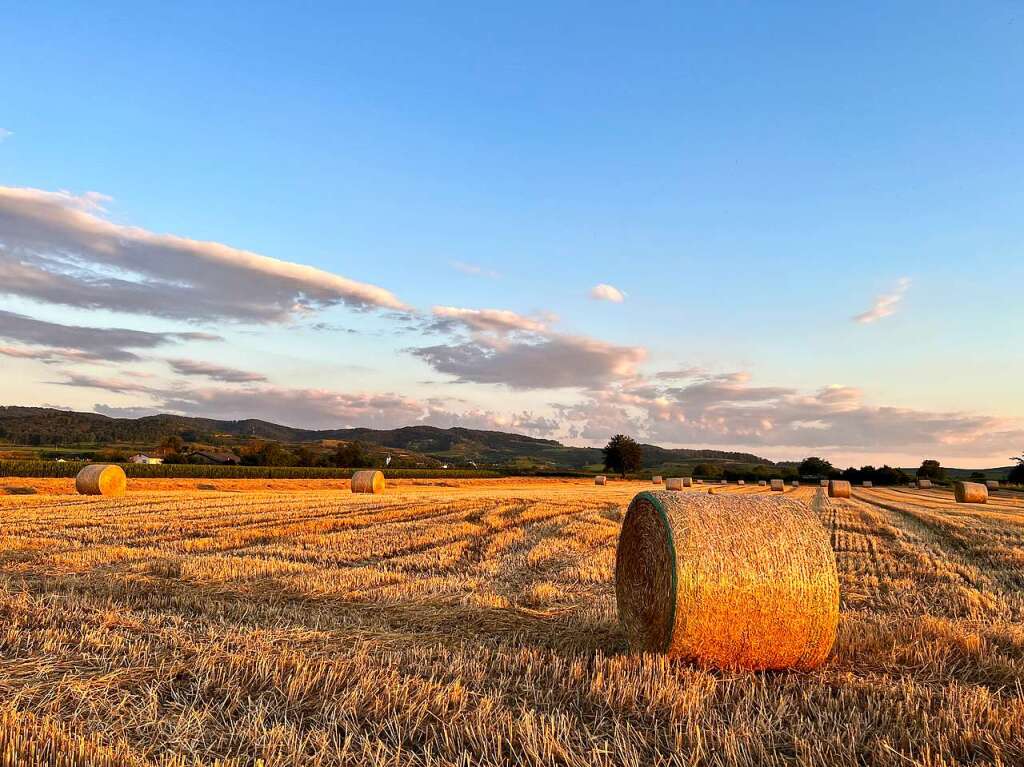 In der Abendsonne strahlten die Heuballen golden, Birgit Schweizer fand daran gefallen.