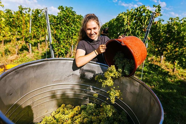 Cosima May, Weinprinzessin von Zell-We...n &quot;Neuen Wein&quot; bestimmt ist.  | Foto: Philipp von Ditfurth (dpa)