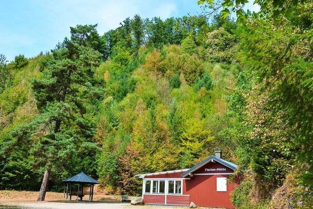 Wo Tornado Gerrit in Mnstertal wtete, wchst heute ein Mischwald