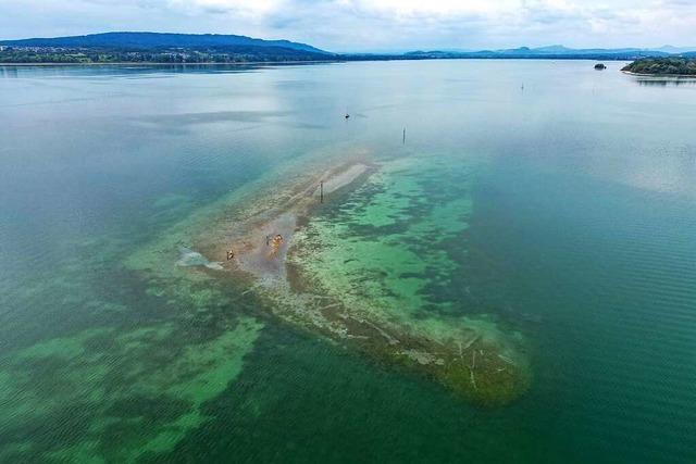 Tote Aale im Bodensee gefunden - Hitze schuld?