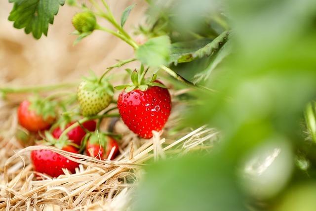 10 Dinge, die Sie für den Anbau von Erdbeeren wissen müssen