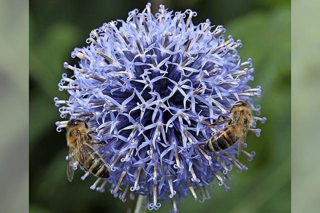 Insekten finden Nahrung