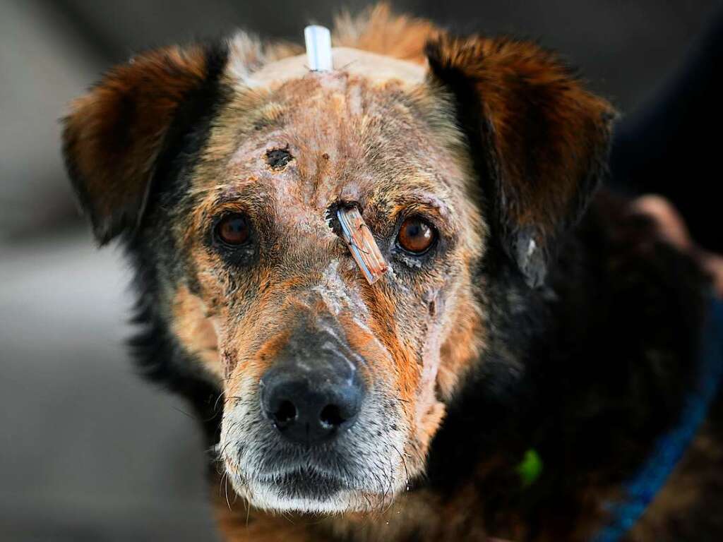 Ein verletzter Hund wird im Zentrum der ADA-Stiftung in Przemysl im Sdosten Polens gesehen.