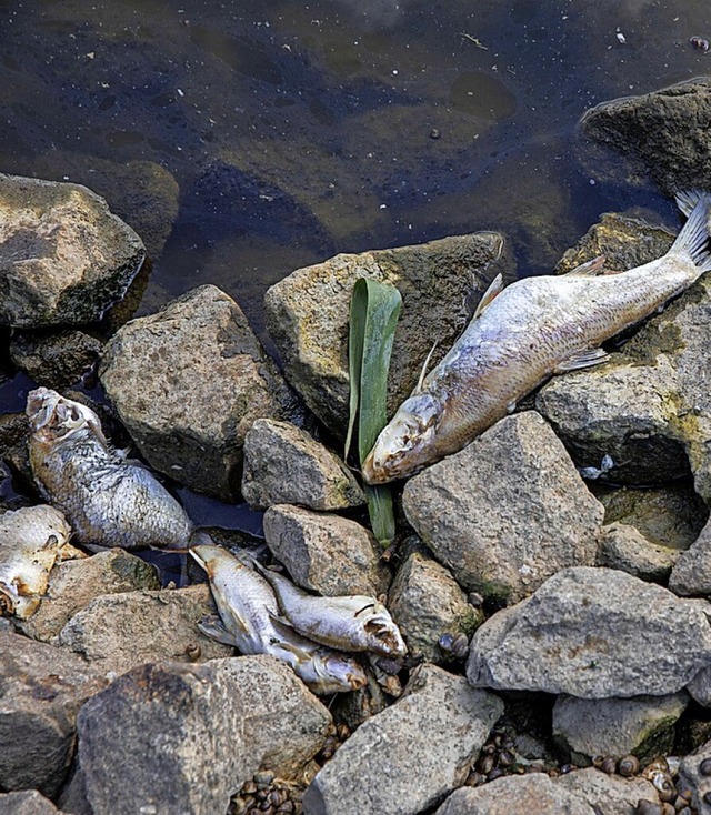 200 bis 400 Tonnen Fische sind an der Oder verendet.  | Foto: IMAGO/Christian Thiel