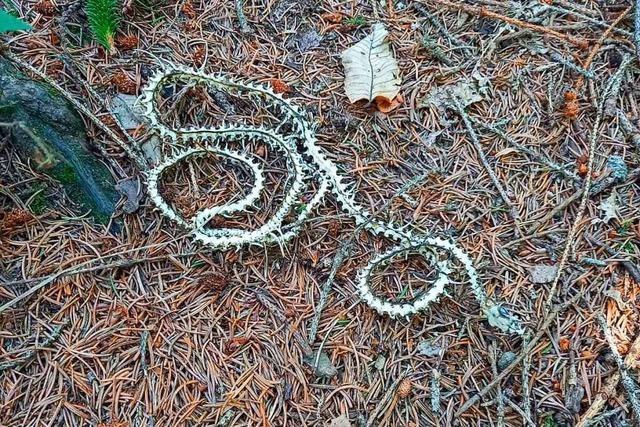 Skelett einer Schlange in Glottertal stammt wohl nicht von kalifornischer Kettennatter