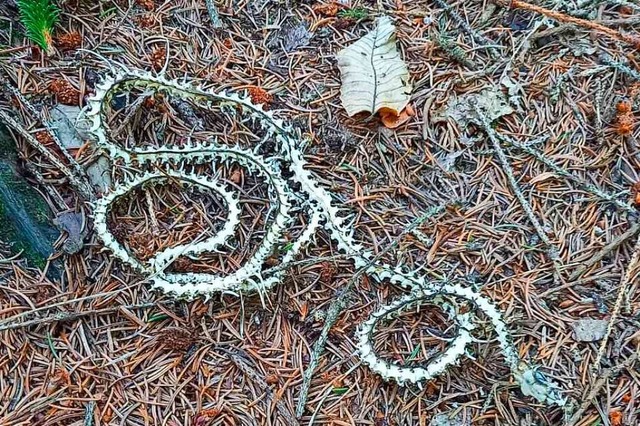 Im Wald bei Fhrental fand eine Glottertlerin dieses Skelett.  | Foto: Jana Preuss