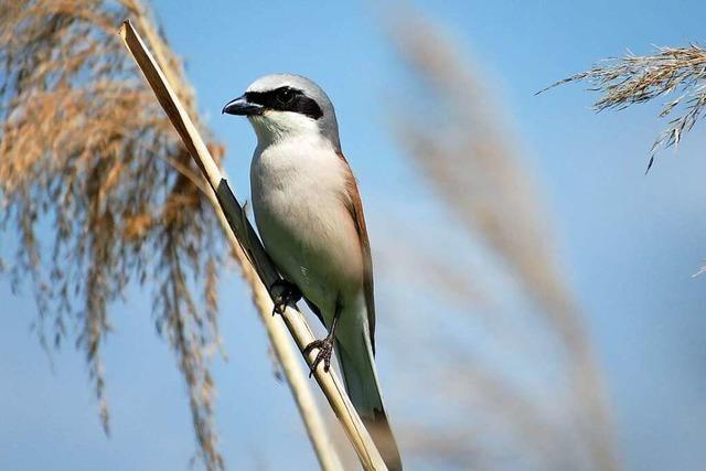 Ein Neuntter im Naturschutzgebiet Rieselfeld