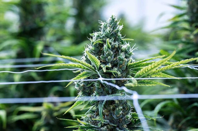 Eine Cannabis-Pflanze steht in Blte  | Foto: Hendrik Schmidt (dpa)