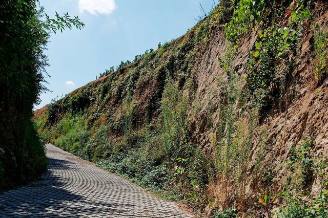 Mit Rasengittersteinen befestigter Hoh...r Lsswand rechts leben Bienenfresser.  | Foto: Martin Wendel