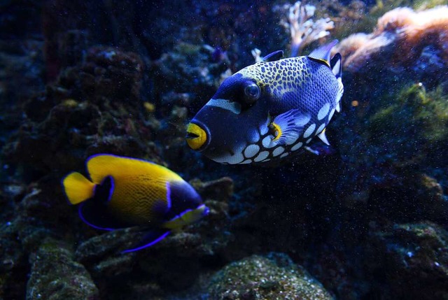 Der Leopardendrckerfisch (rechts) kann seine Rckenflosse aufklappen.  | Foto: Rita Eggstein