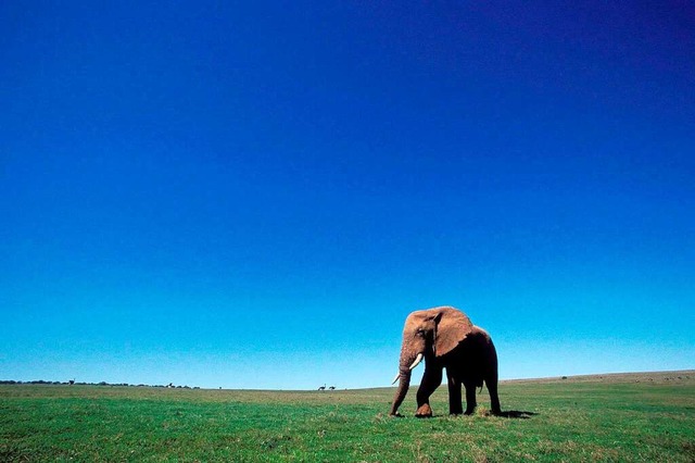 Drfen Elefanten gejagt werden?  | Foto: A2800 epa Jon Hrusa