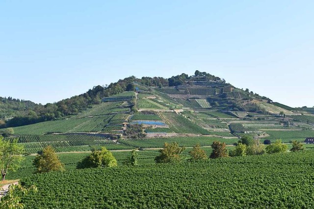 Auf dem Achkarrer Schlossberg stand bis ins 17. Jahrhundert eine imposante Burg.  | Foto: Thomas Rhenisch