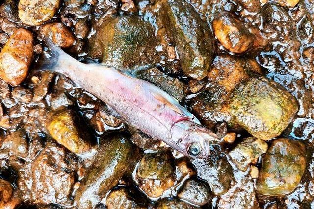 In Bächen bei Gundelfingen sterben mehrere Hundert Fische