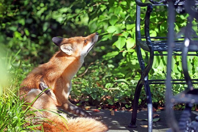 Der Fuchs kommt gerne in die Metropolen.  | Foto: Wolfgang Kumm (dpa)