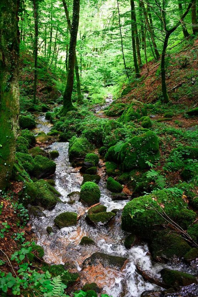 Der Oberlauf des Hllbachs zwischen En...chtenhaus  ist ein kleines Naturjuwel.  | Foto: Robert Bergmann