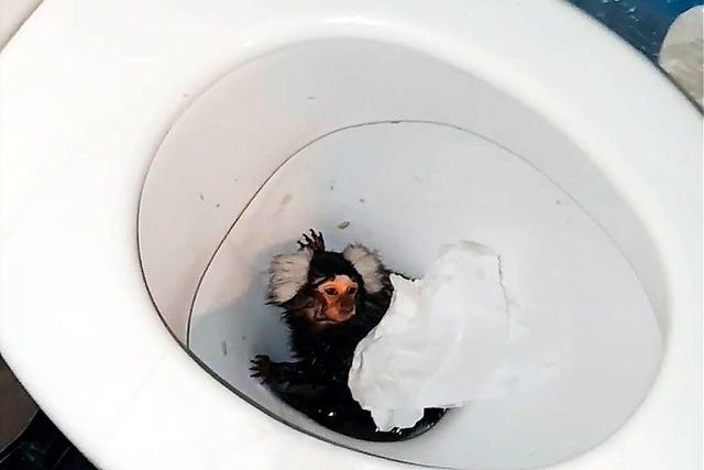 Fast in Toilette runtergespült: Britische Tierschützer retten Äffchen