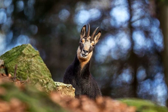 Seit rund 90 Jahren sind Gmsen im Schwarzwald wieder heimisch.  | Foto: Erich Marek