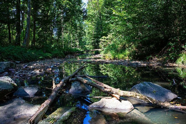 Aus einem Gundelfinger berlaufbecken ...  schmutziges Wasser in den Schobbach.  | Foto: Hubert Gemmert