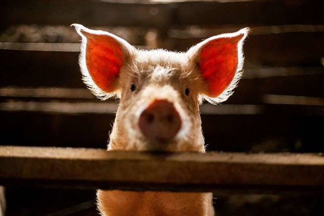 Die Schweinehfe um Forchheim knnen n...ulren Betrieb aufnehmen. (Symbolbild)  | Foto: ---