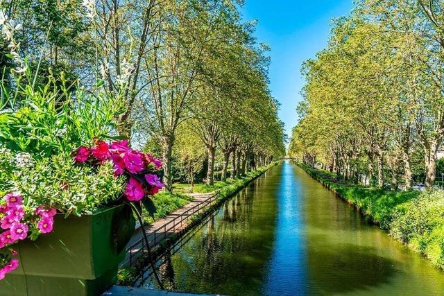 Wassermangel bedroht die Blumenpracht der elsssischen 