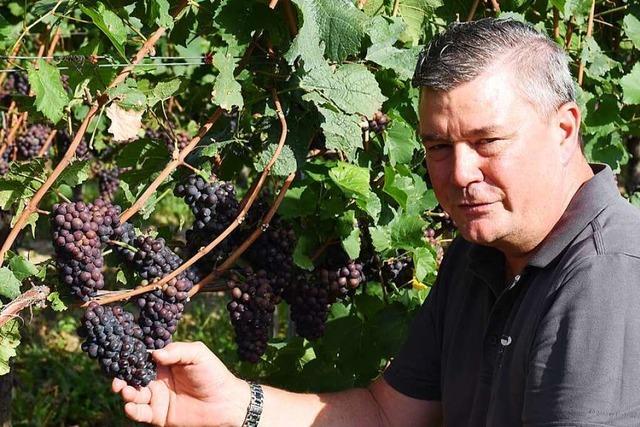 Kellermeister erwarten trotz Trockenheit gute Wein-Qualitt