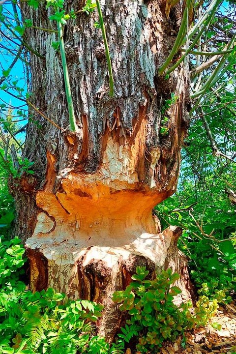 Nicht zu übersehen: Biberspuren an einem Baumstamm  | Foto: Michael Dörfler
